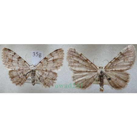 Aethalura punctulata (Denis & Schiffermüller, 1775) pair Przylepek olszyniak Czech35g
